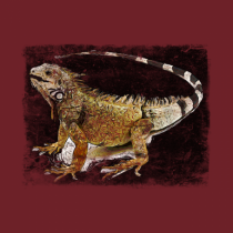 iguana