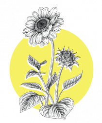 Floarea Soarelui Galben