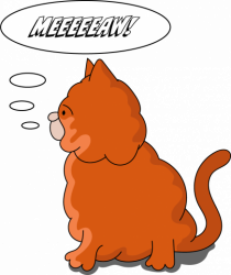 Pisica roșie curioasă Meeeeeaw!