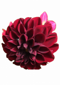 Floare rosu inchis