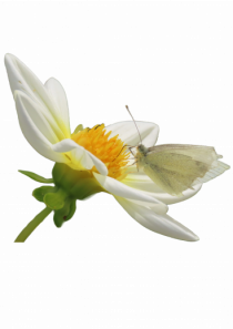 Floare si fluture alb