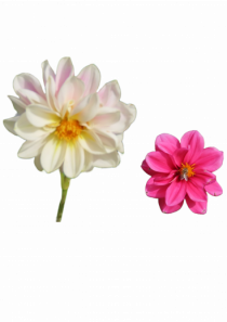 Doua flori