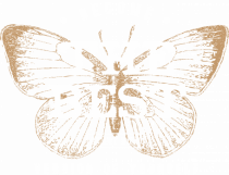 Become the best version of yourself II