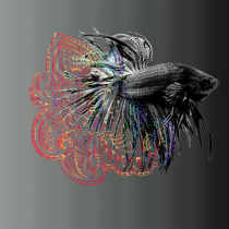 Betta 