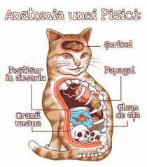 Anatomia unei pisici