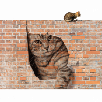 Cats on walls 