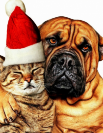 Dogs and cat in Christmas spirit