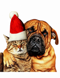 Dogs and cat in Christmas spirit