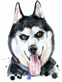 Husky Painting