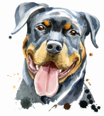 Rottweiler Painting