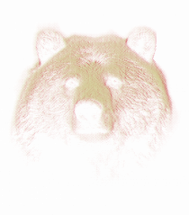 Wild Bear Project