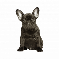 French bulldog