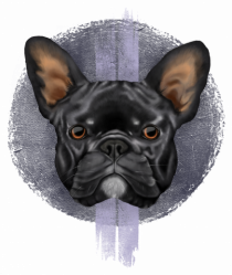 French Bulldog