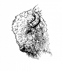 Zimbrul / Bourul 2.
