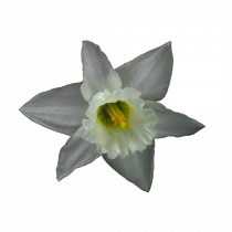 Narcisa alba