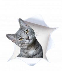 Cat in a bag