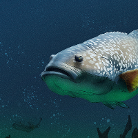 Drawfish