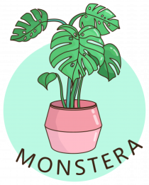 Planta Monstera