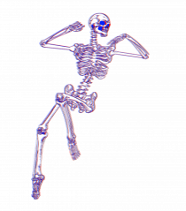 Schelete 3d