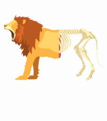 Lion Life Death