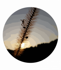 Photo Illustration - macro in the sunset 1