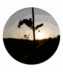 Photo Illustration - macro in the sunset 2