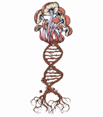 Mushroom DNA Mycology Shroom Trippy