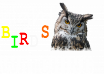 Night Birds Watching