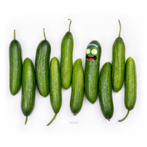 Pickle 07