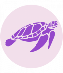 Purple Turtle