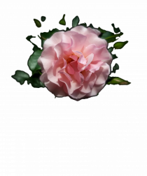 MIracolul trandafirului