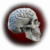 Craniu cu creier - skullbrain 01