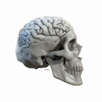 Craniu cu creier - skullbrain 01b