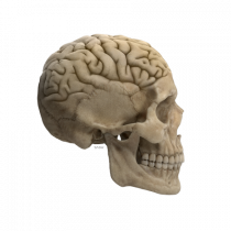 Craniu (cu creier) skullbrain 02