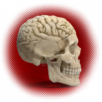 Craniu cu creier - skullbrain