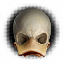 Craniu skullduck 02