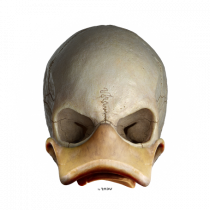 Craniu skullduck 03
