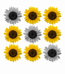 Sunflower Game