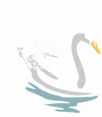 Swan Dandelion