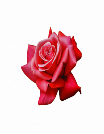 Red rose