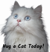 Hug a cat today, pisica ochi albastri