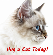 Hug a cat today