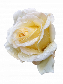 Trandafir romantic alb dupa ploaie