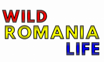 Wild Romania Life