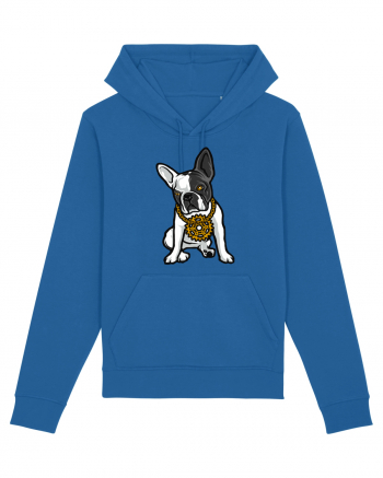 Golden Boston Terrier Royal Blue