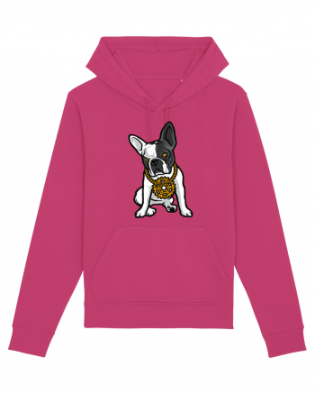 Golden Boston Terrier Raspberry