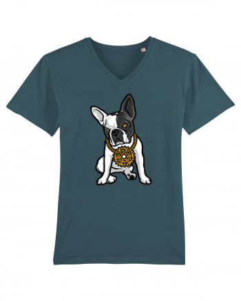 Golden Boston Terrier Stargazer