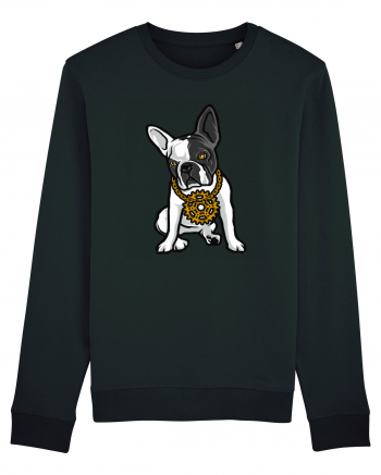 Golden Boston Terrier Black