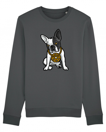 Golden Boston Terrier Anthracite