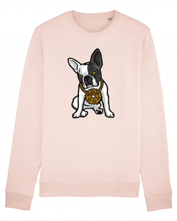 Golden Boston Terrier Candy Pink